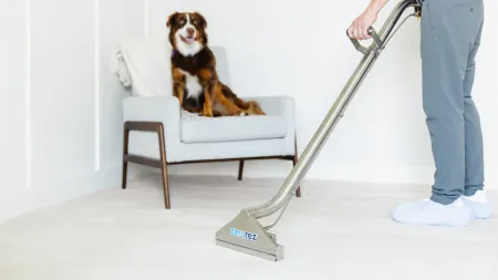 Professional carpet cleaning with pet on chair in a bright living room with white walls and light carpet.