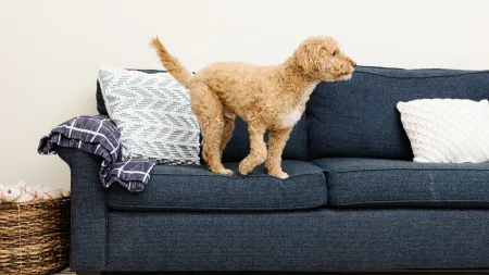 Curly tan dog standing on a dark blue sofa with patterned pillows and a woven basket nearby